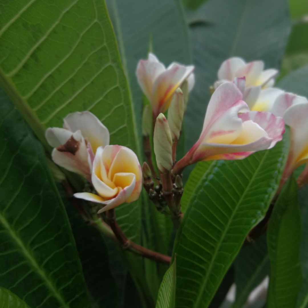 Plumeria Rubra Celadine in the GardenTags plant encyclopedia Frangipani Celadine in the GardenTags plant encyclopedia