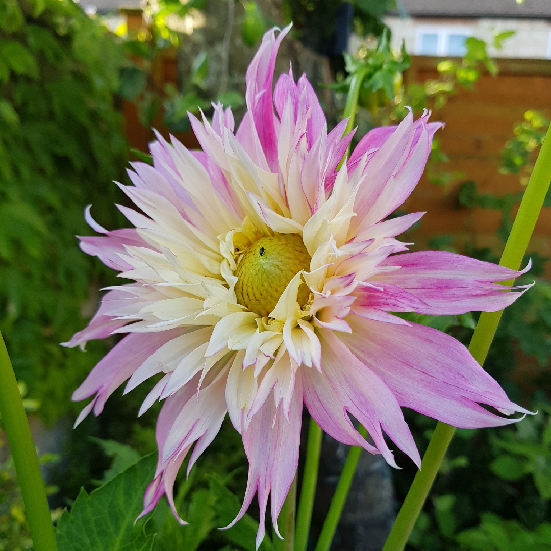 Dahlia Tanjoh in the GardenTags plant encyclopedia Dahlia Tanjoh in the GardenTags plant encyclopedia