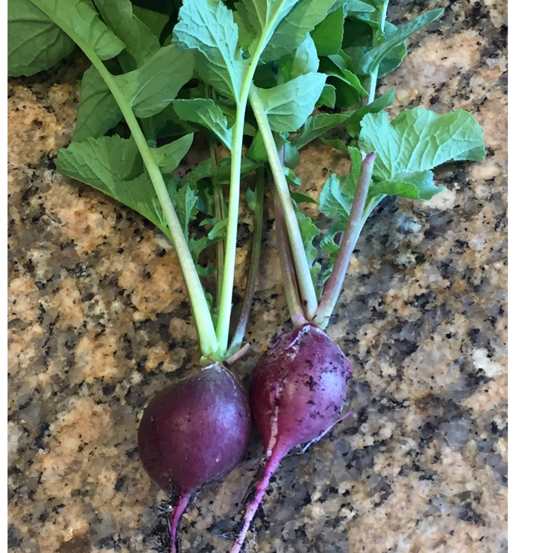 Raphanus sativus Unwins Crunchy Mix in the GardenTags plant encyclopedia Radish Unwins Crunchy Mix in the GardenTags plant encyclopedia