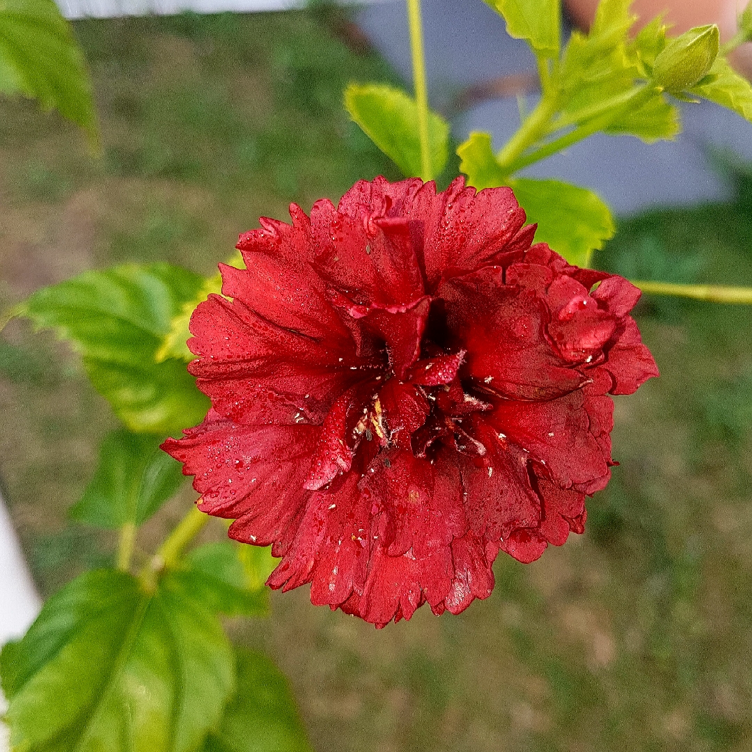 Hibiscus rosa-sinensis Pride of Hankins in the GardenTags plant encyclopedia Hibiscus Pride Of Hankins in the GardenTags plant encyclopedia
