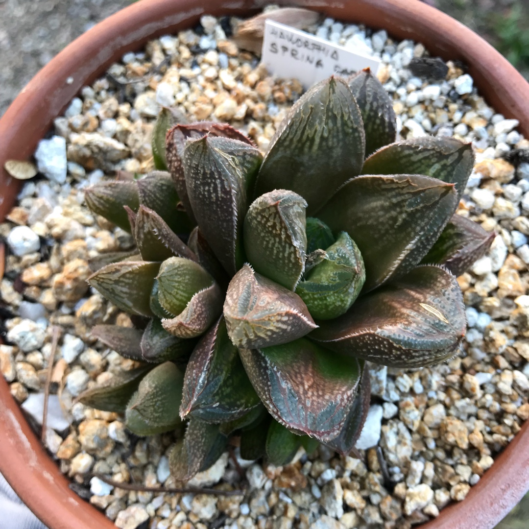 Haworthia Renata in the GardenTags plant encyclopedia Haworthia Renata in the GardenTags plant encyclopedia