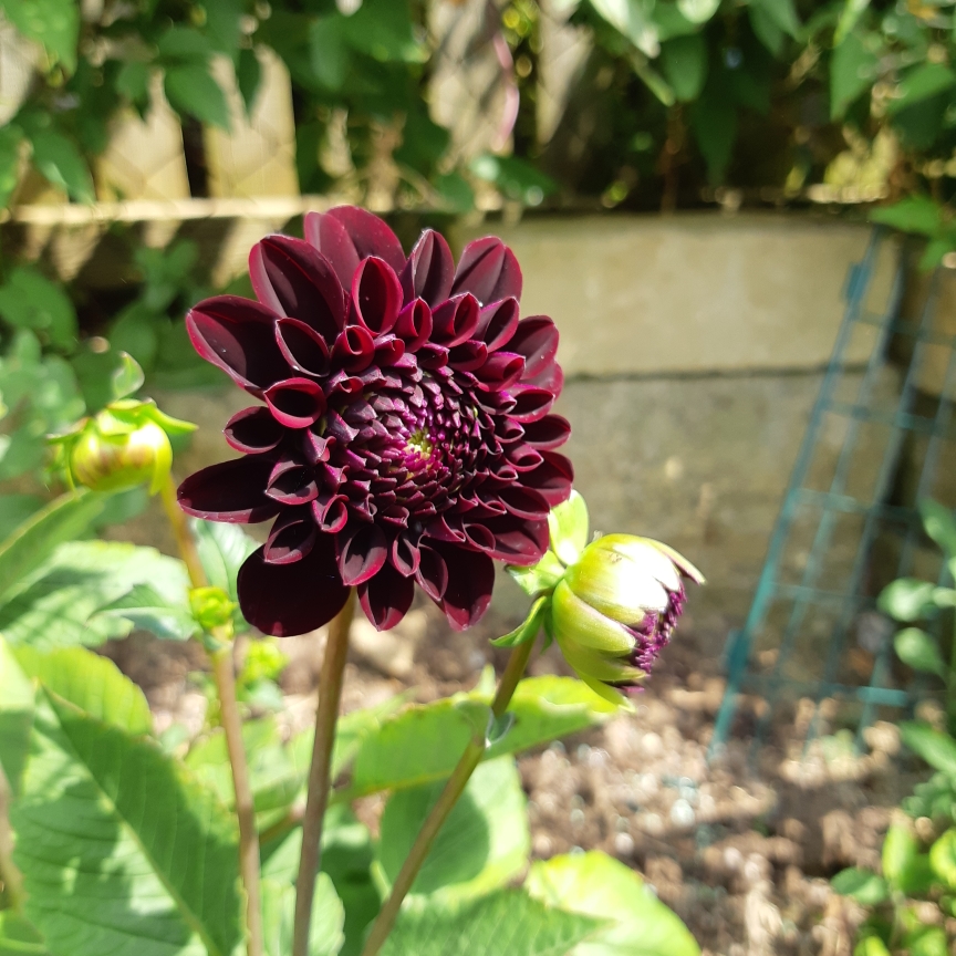 Dahlia La Recoleta in the GardenTags plant encyclopedia Dahlia La Recoleta in the GardenTags plant encyclopedia