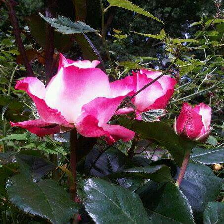 Rosa Taneiglat syn. Rosa Nostalgia, Rosa Nostalgie, Rosa La Garconne in the GardenTags plant encyclopedia Rose Nostalgia (Hybrid Tea) in the GardenTags plant encyclopedia