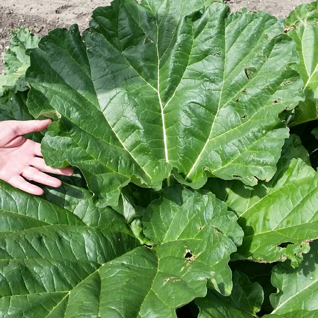 Rheum Rhabarbarum Red Canadian in the GardenTags plant encyclopedia Rhubarb Canada Red in the GardenTags plant encyclopedia