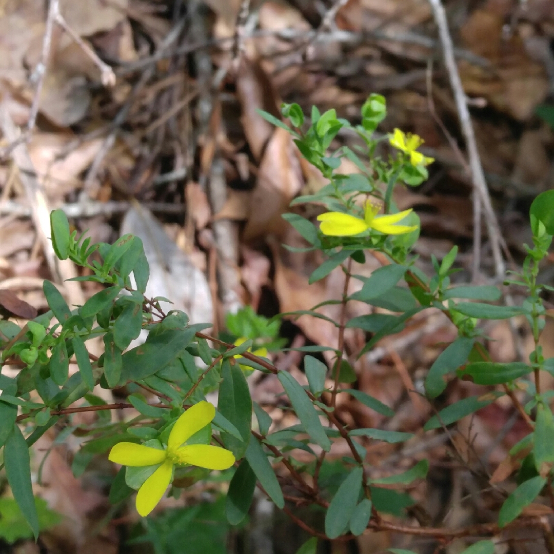 Hypericum hypericoides in the GardenTags plant encyclopedia St. Andrews-cross in the GardenTags plant encyclopedia