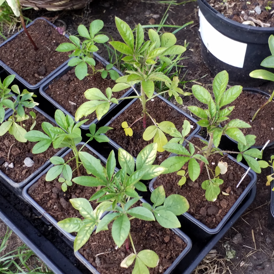 Cleome hassleriana Violet Queen in the GardenTags plant encyclopedia Spider Flower Violet Queen in the GardenTags plant encyclopedia
