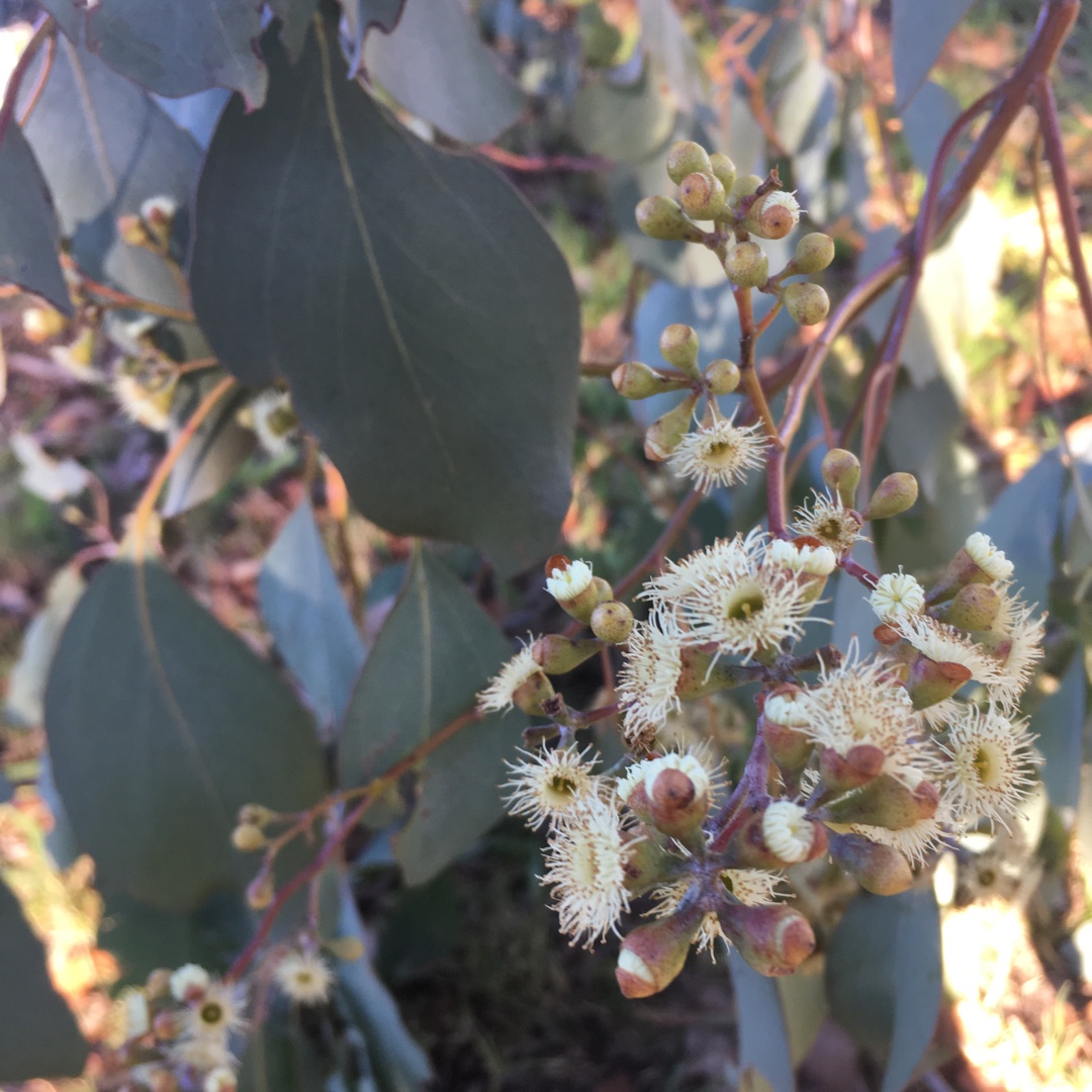 Eucalyptus Polyanthemos in the GardenTags plant encyclopedia Red Box in the GardenTags plant encyclopedia