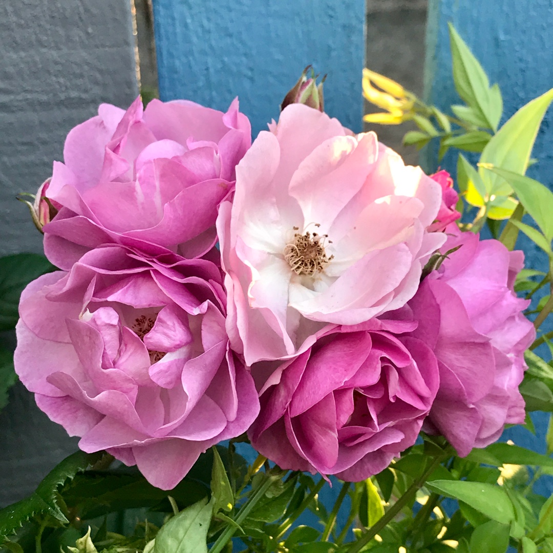 Rosa Chewlilacdays syn. Rosa Lilac Bouquet in the GardenTags plant encyclopedia Rose Lilac Bouquet (Climbing) in the GardenTags plant encyclopedia