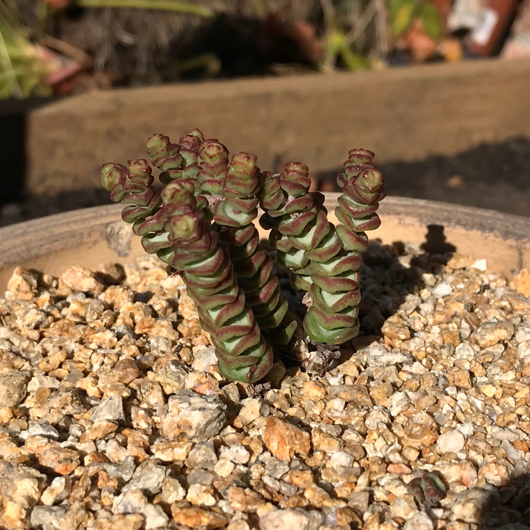 Crassula marnieriana x perforate in the GardenTags plant encyclopedia Baby Necklace Miniature in the GardenTags plant encyclopedia