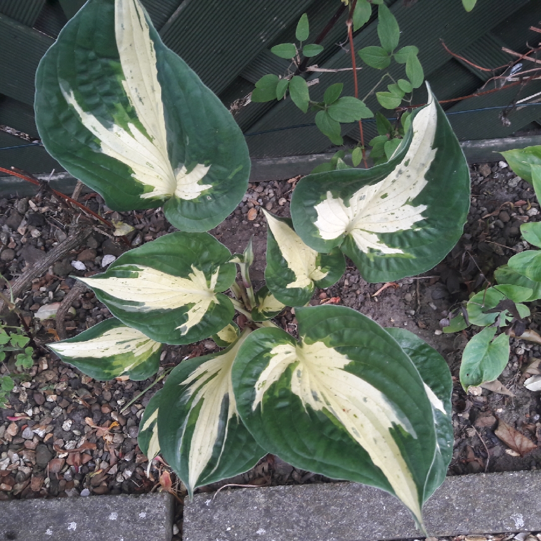 Hosta Revolution in the GardenTags plant encyclopedia Plantain Lily Revolution in the GardenTags plant encyclopedia