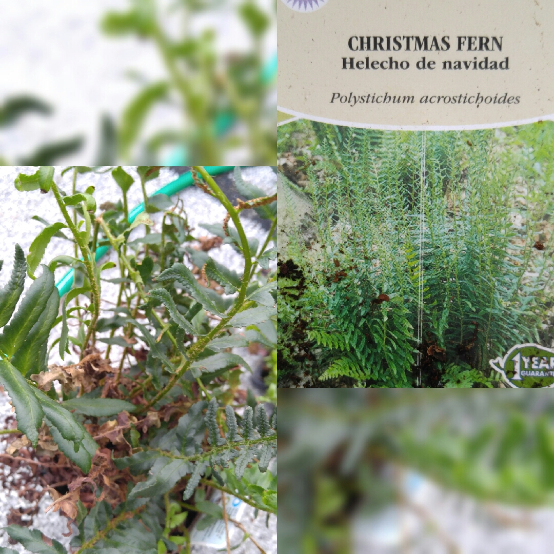 Polystichum Acrostichoides in the GardenTags plant encyclopedia Christmas Fern in the GardenTags plant encyclopedia