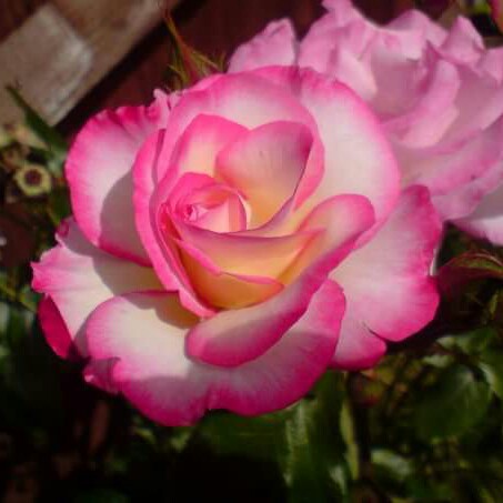 Rose Handel in the GardenTags plant encyclopedia