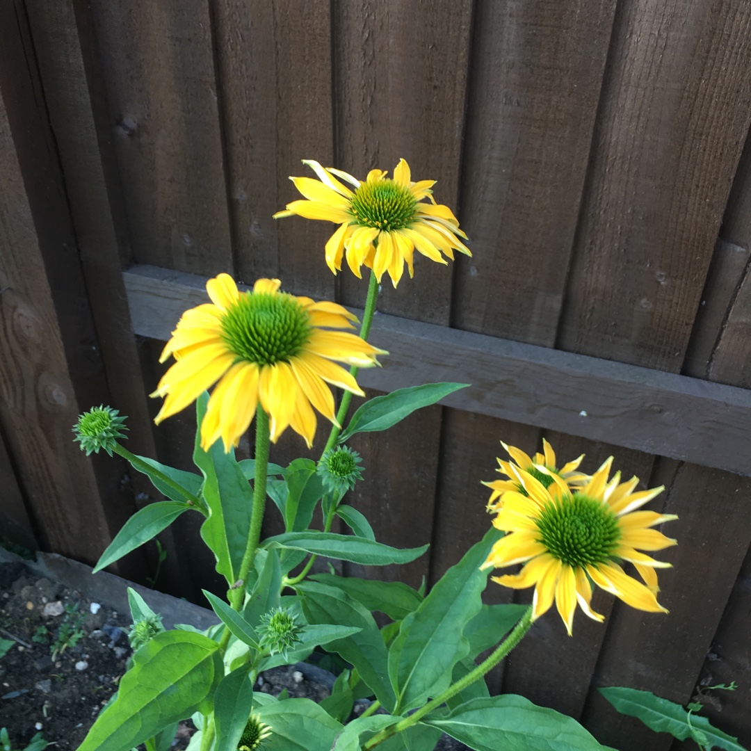 Echinacea Leilani (Prairie Pillars Series) in the GardenTags plant encyclopedia Coneflower Leilani in the GardenTags plant encyclopedia