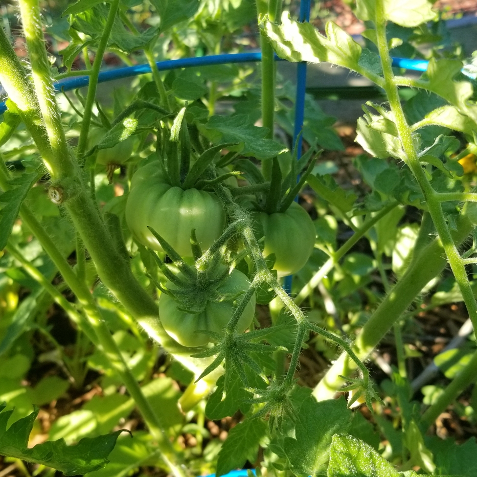 Solanum lycopersicum Mary Robinsons German Bicolor in the GardenTags plant encyclopedia Tomato Mary Robinsons German Bicolor (Beefsteak Tomato) in the GardenTags plant encyclopedia