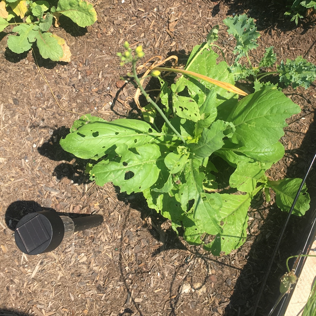 Lactuca sativa Parris Island in the GardenTags plant encyclopedia Romaine Lettuce Parris Island in the GardenTags plant encyclopedia