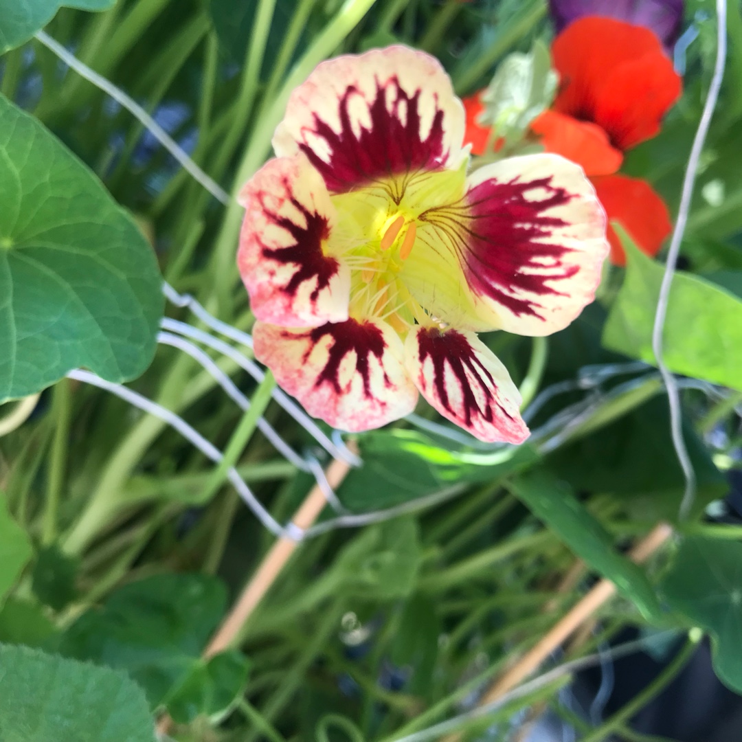 Tropaeolum Majus Chameleon in the GardenTags plant encyclopedia Nasturtium Chameleon in the GardenTags plant encyclopedia