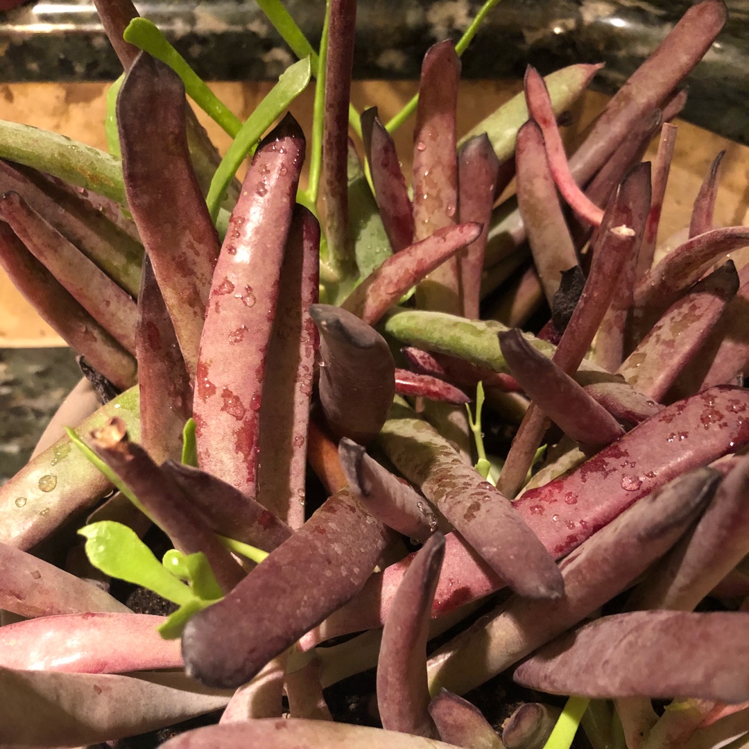 Cotyledon Burgundy Ice in the GardenTags plant encyclopedia Cotyledon Burgundy Ice in the GardenTags plant encyclopedia