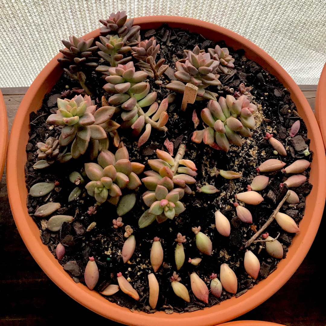 x Graptosedum Bronze in the GardenTags plant encyclopedia Graptosedum Bronze in the GardenTags plant encyclopedia