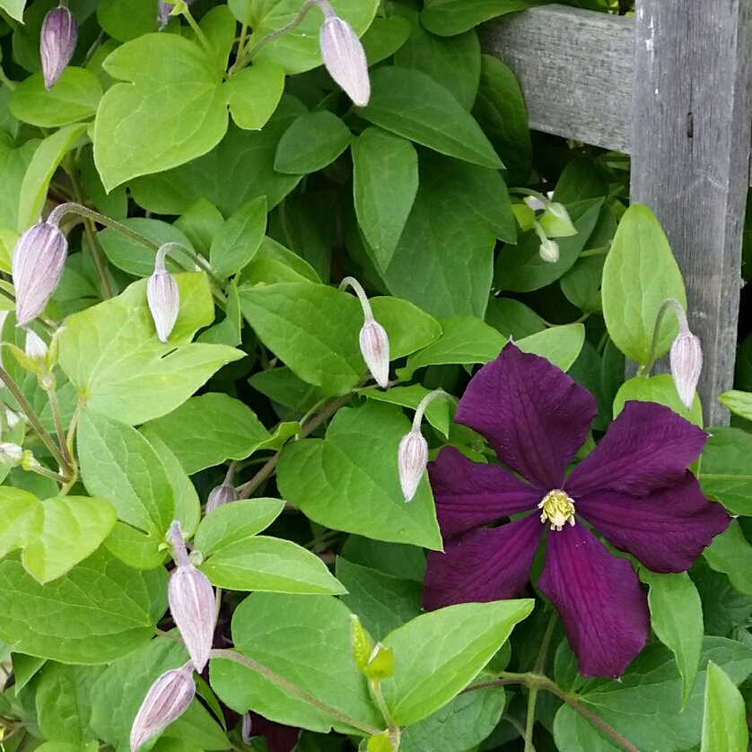 Clematis Jackmanii Purpurea Zojapur in the GardenTags plant encyclopedia Clematis Zojapur in the GardenTags plant encyclopedia