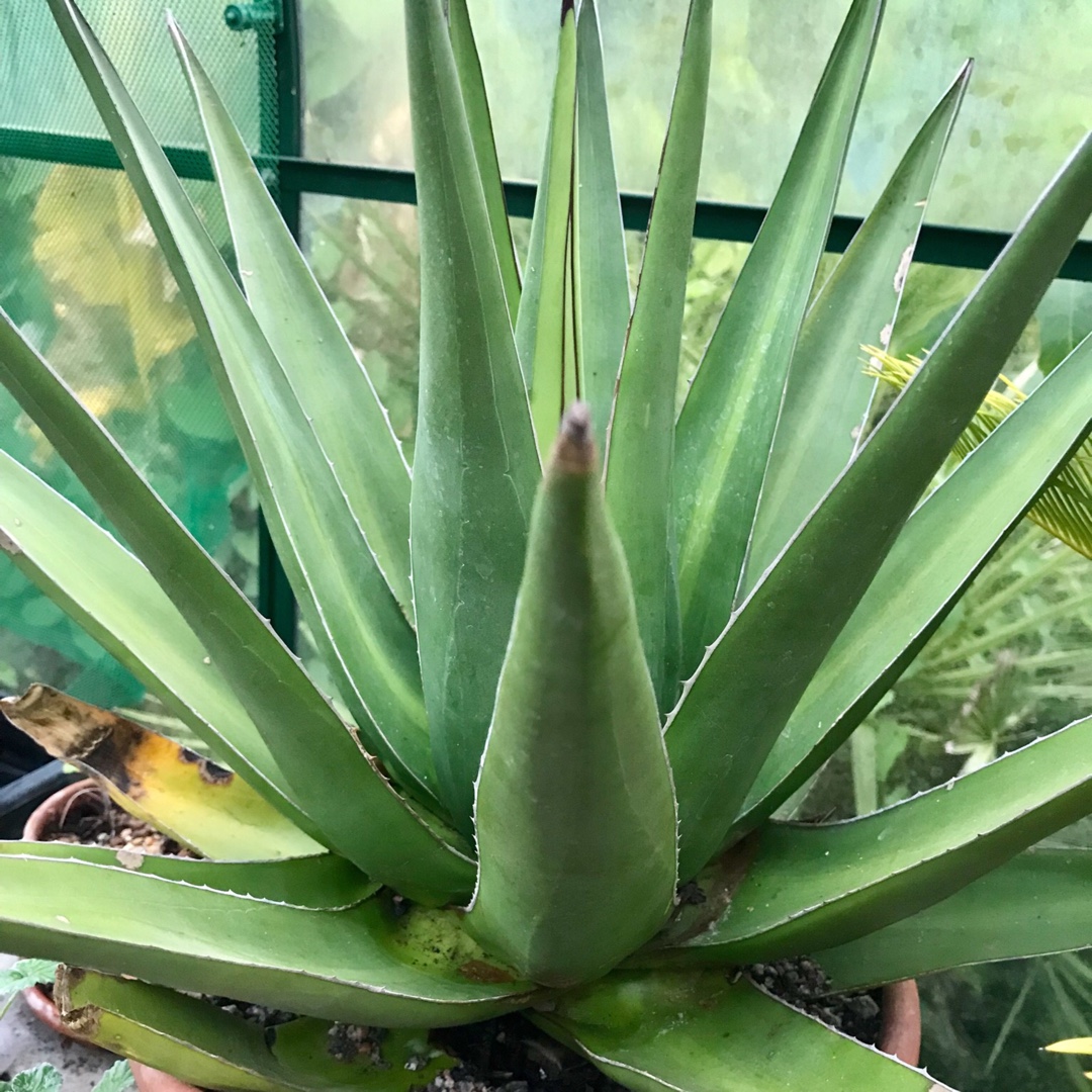 Agave Triangularis in the GardenTags plant encyclopedia Agave Triangularis in the GardenTags plant encyclopedia