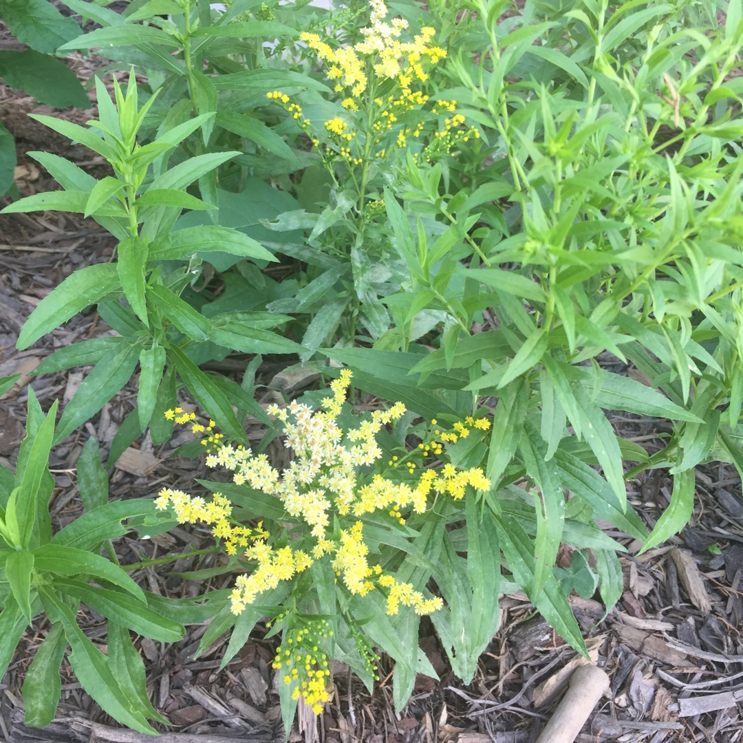 Solidago hybrida Dansolitlem in the GardenTags plant encyclopedia Goldenrod Dansolitlem in the GardenTags plant encyclopedia
