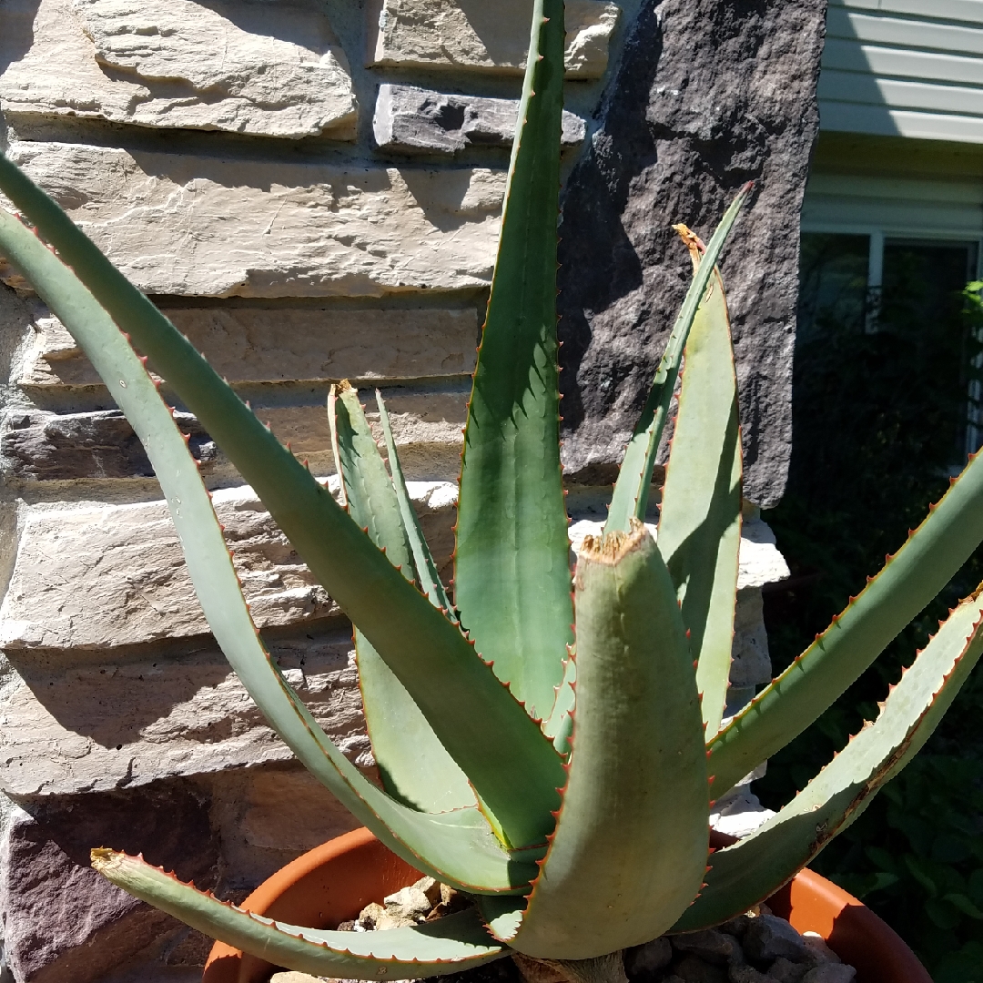 Aloe Elegans in the GardenTags plant encyclopedia Aloe Elegans in the GardenTags plant encyclopedia
