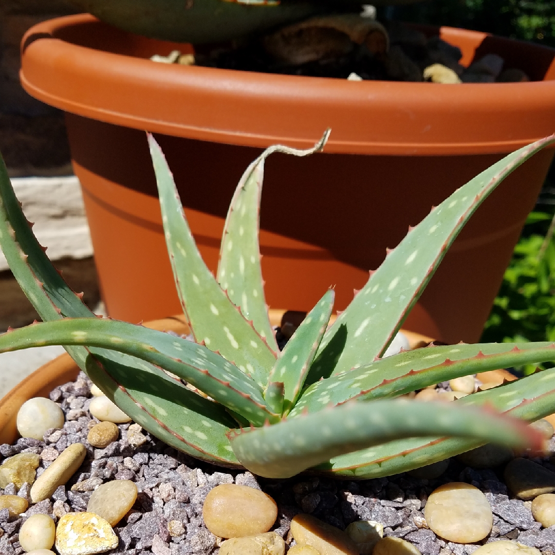 Aloe Sinkatana in the GardenTags plant encyclopedia Aloe Sinkatana in the GardenTags plant encyclopedia