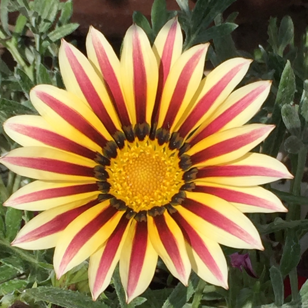 Gazania Frosty Kiss in the GardenTags plant encyclopedia Treasure Flower Frosty Kiss (Mix) in the GardenTags plant encyclopedia