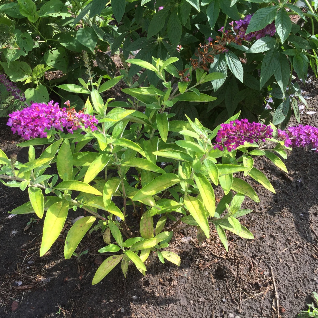Buddleja Humdinger Little Nugget in the GardenTags plant encyclopedia Butterfly Bush Humdinger Little Nugget in the GardenTags plant encyclopedia