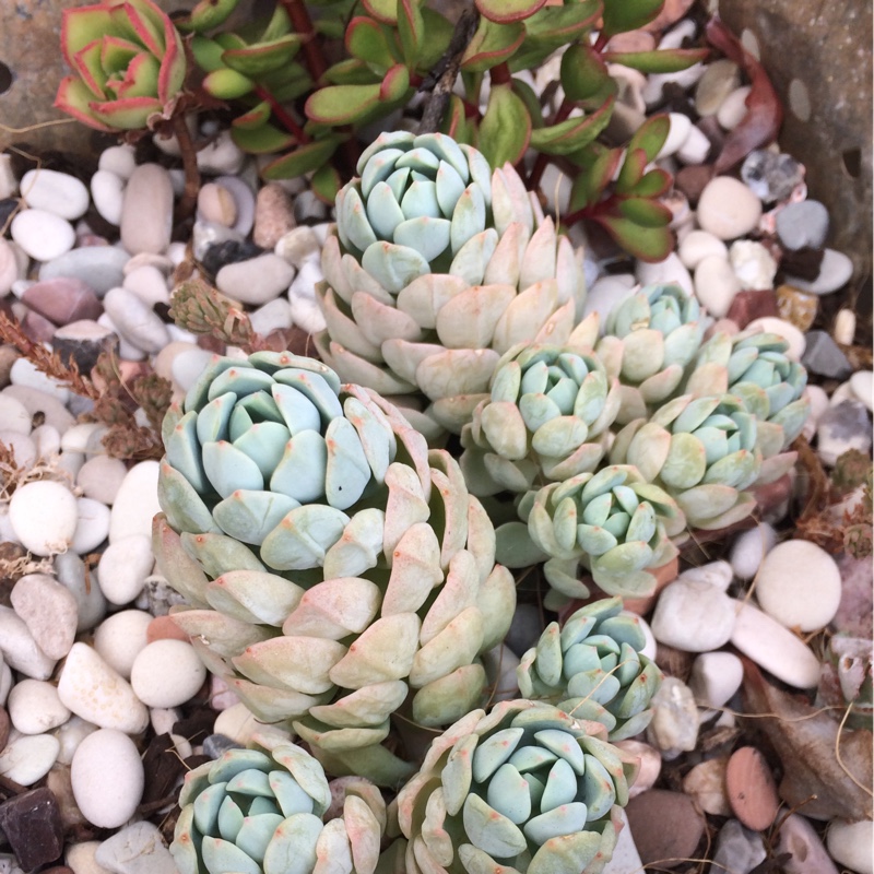 Pachyveria White Nun in the GardenTags plant encyclopedia
