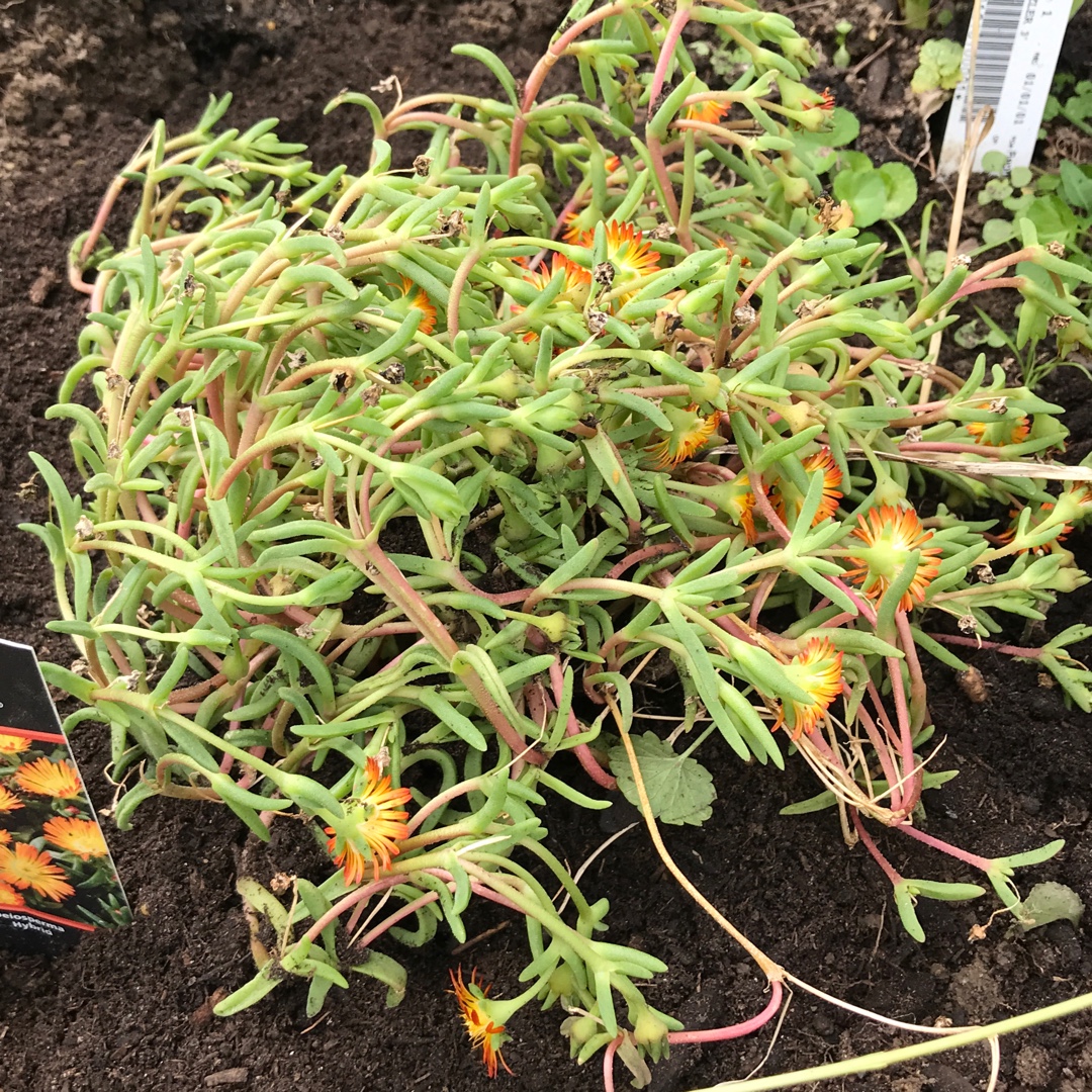 Delosperma Wheels of Wonder™ Orange Wonder in the GardenTags plant encyclopedia Ice Plant Wheels of Wonder™ Orange Wonder in the GardenTags plant encyclopedia