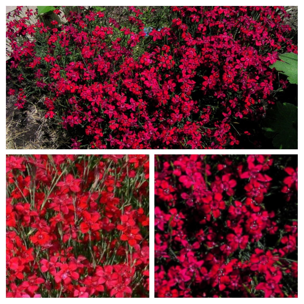 Dianthus deltoides 'Flashing Maiden Pink 'Flashing GardenTags encyclopedia