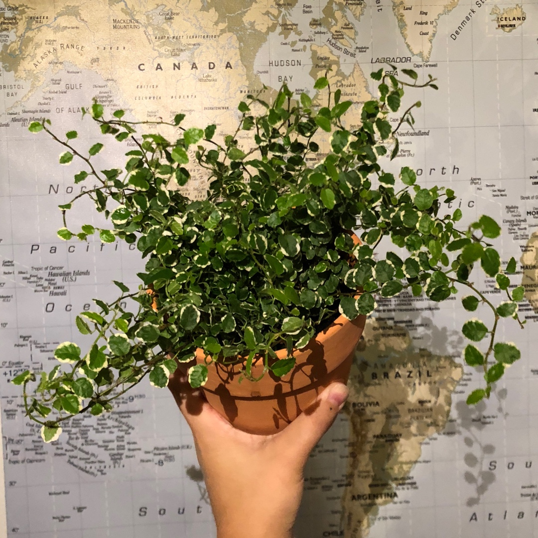 Ficus Pumila White Sunny in the GardenTags plant encyclopedia Creeping Fig White Sunny in the GardenTags plant encyclopedia