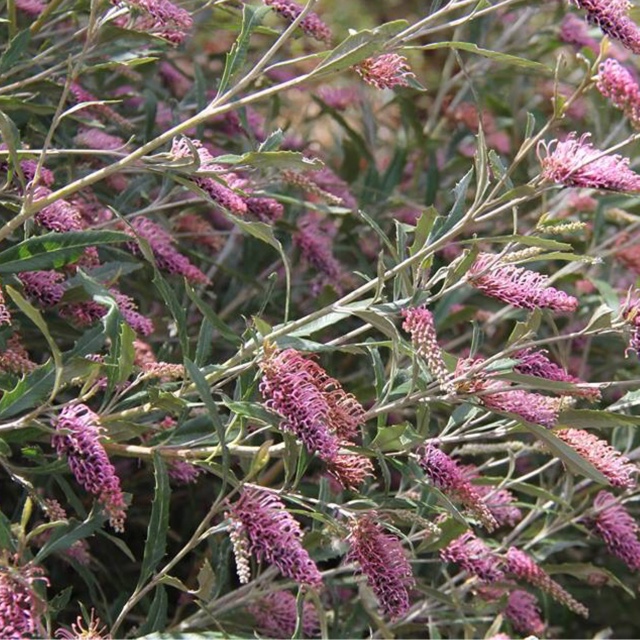Grevillea wilkinsonii in the GardenTags plant encyclopedia Tumut Grevillea in the GardenTags plant encyclopedia