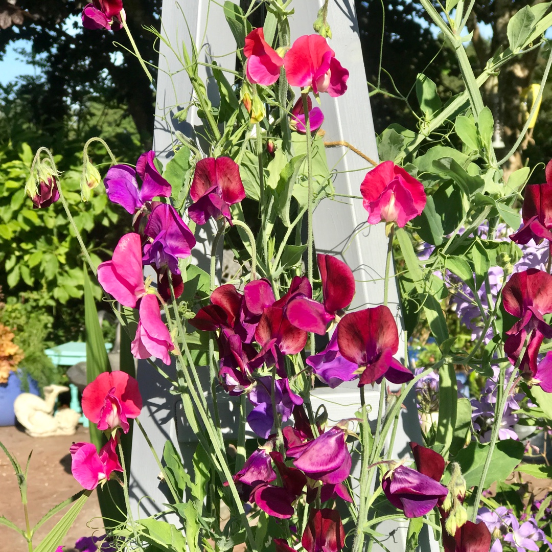 Sweet Pea Incense Mixed (Mix) in the GardenTags plant encyclopedia
