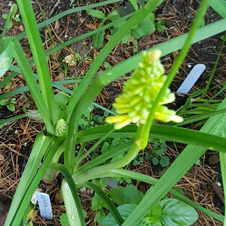 Kniphofia Sunningdale Yellow in the GardenTags plant encyclopedia Red Hot Poker Sunningdale Yellow in the GardenTags plant encyclopedia
