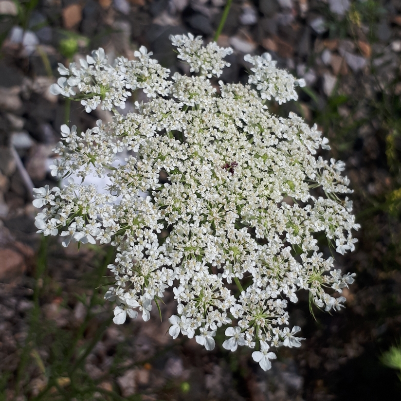 Queen Annes Lace in the GardenTags plant encyclopedia