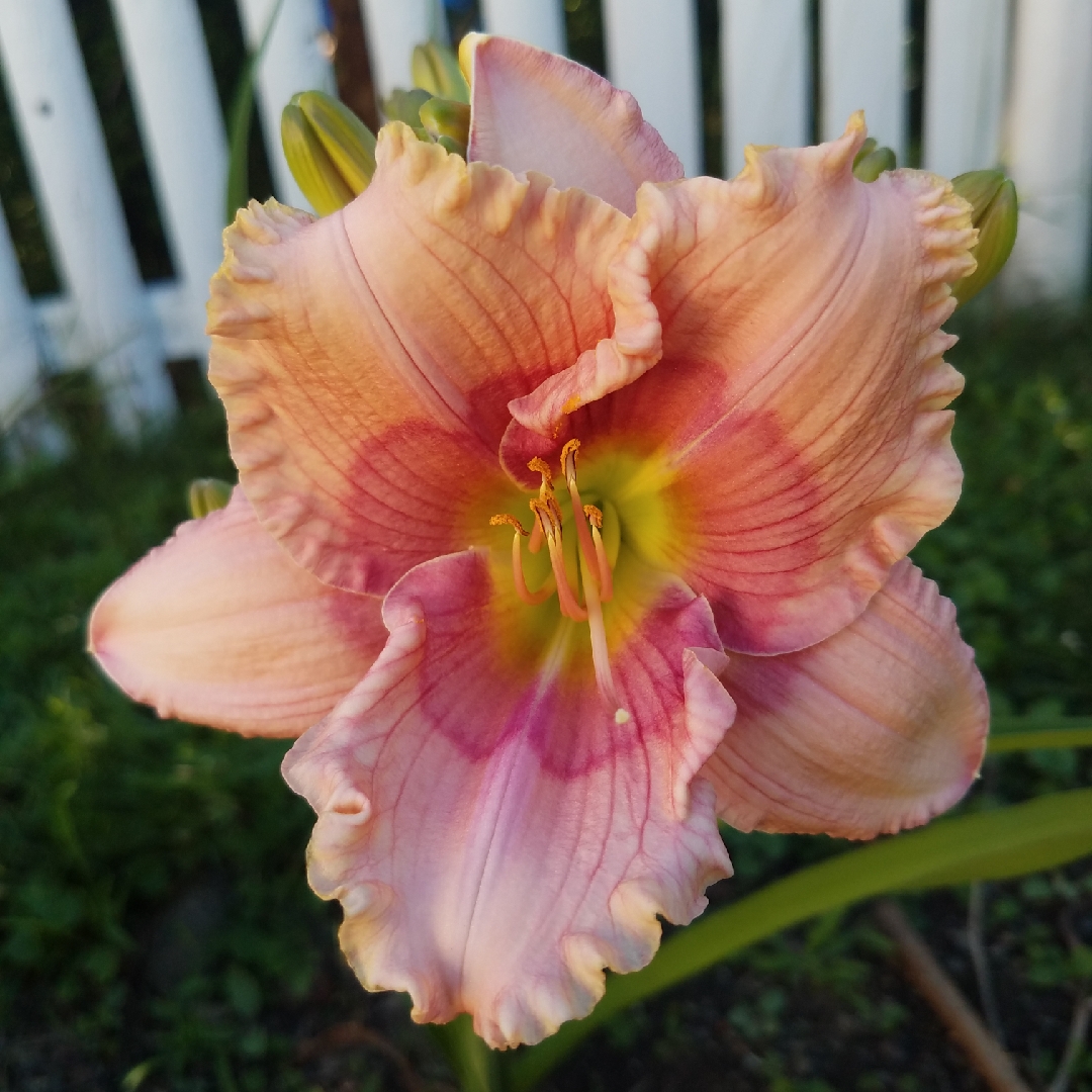 Hemerocallis Border Music in the GardenTags plant encyclopedia Daylily Border Music in the GardenTags plant encyclopedia