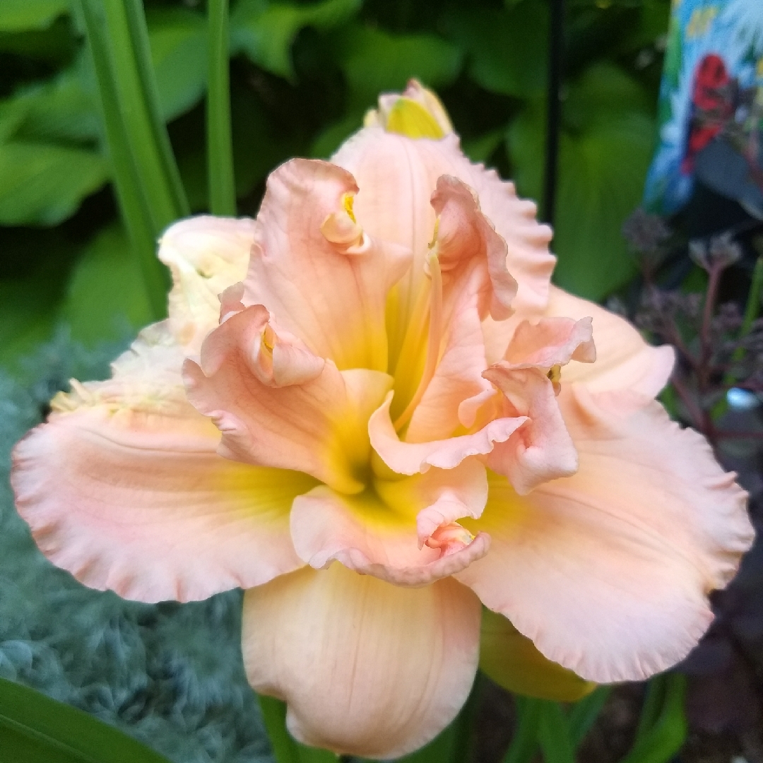 Hemerocallis Siloam Double Classic in the GardenTags plant encyclopedia Daylily Siloam Double Classic in the GardenTags plant encyclopedia