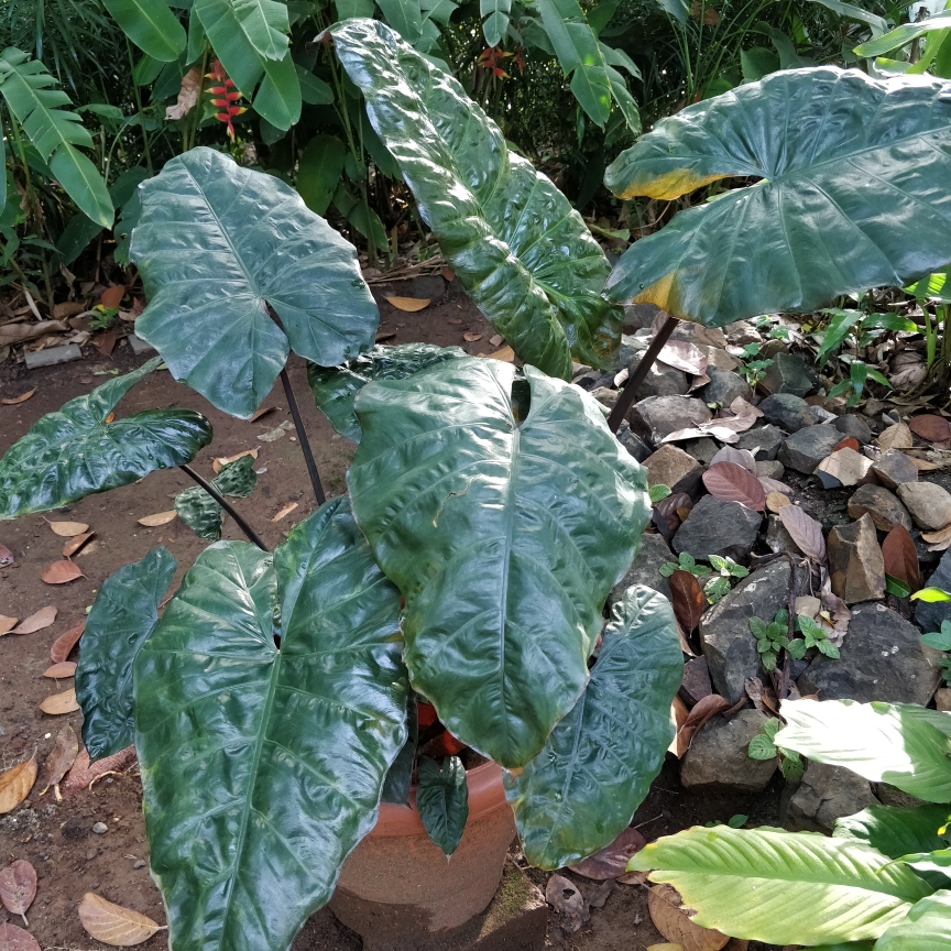 Alocasia Plumbea Nigra in the GardenTags plant encyclopedia Black Metallic Taro in the GardenTags plant encyclopedia