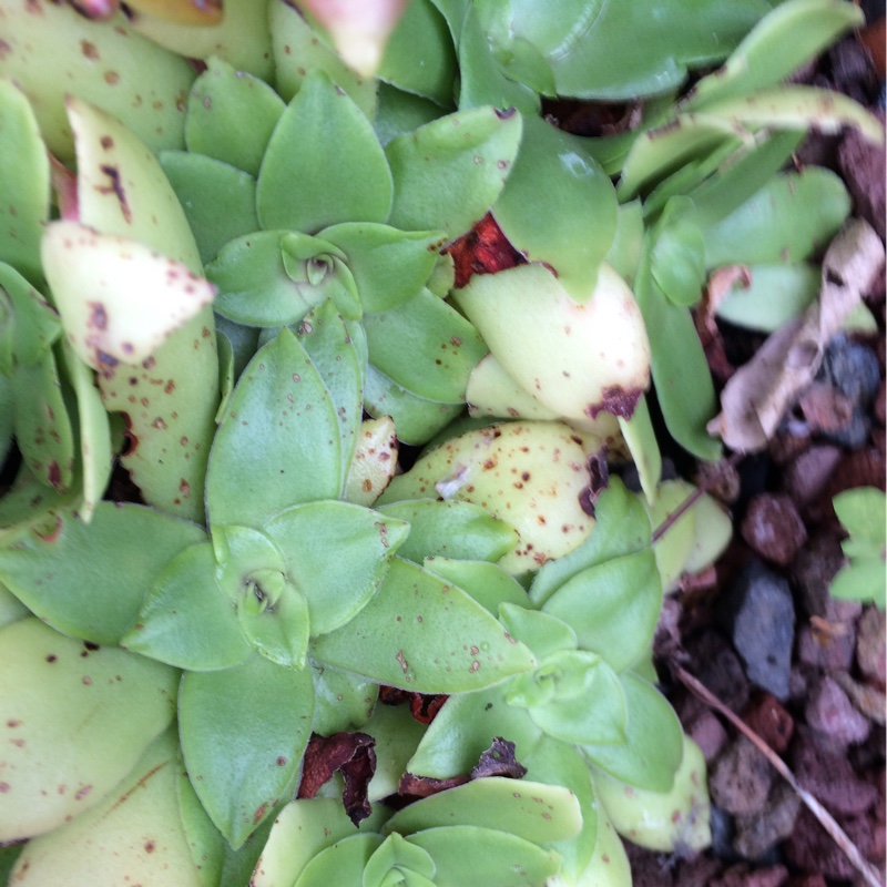 Crassula Orbicularis in the GardenTags plant encyclopedia Crassula Orbicularis in the GardenTags plant encyclopedia