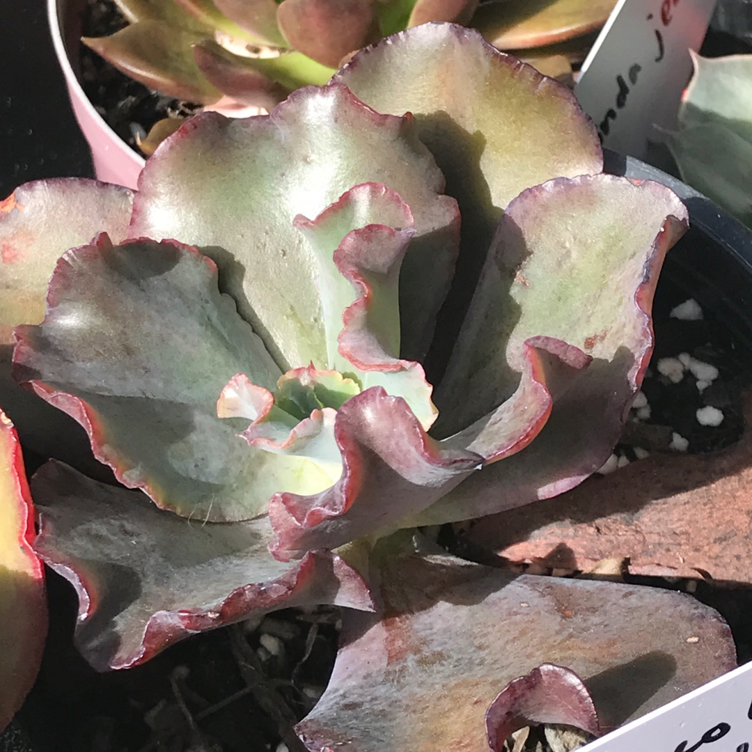 Echeveria Chocolate Ruffles in the GardenTags plant encyclopedia Echeveria Chocolate Ruffles in the GardenTags plant encyclopedia