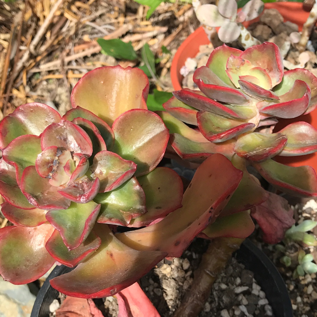 Echeveria Contempo in the GardenTags plant encyclopedia Echeveria Contempo in the GardenTags plant encyclopedia
