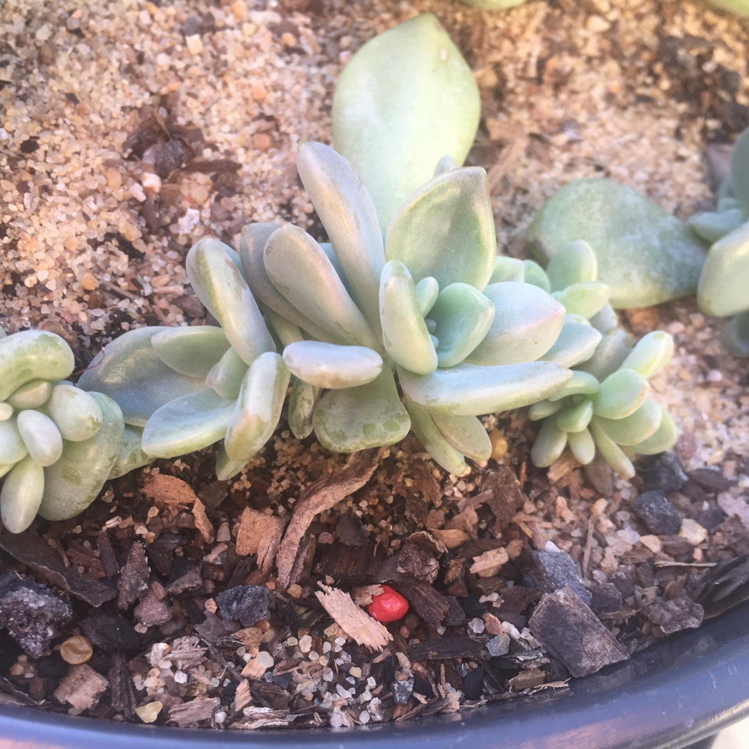 x Graptophytum Supreme Cristata in the GardenTags plant encyclopedia Graptophytum Supreme Crested Form in the GardenTags plant encyclopedia