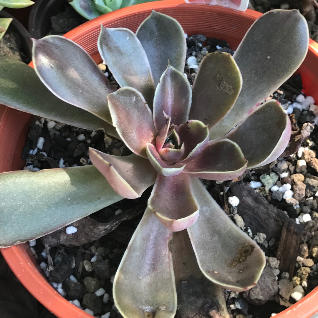 Echeveria Rosularis in the GardenTags plant encyclopedia Echeveria Rosularis in the GardenTags plant encyclopedia