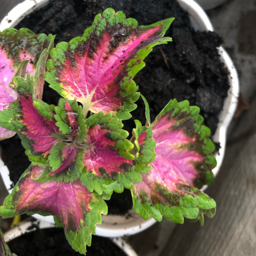 Plectranthus scutellarioides UF12869 (Red Fox Series) syn. Plectranthus Mainstreet Fifth Avenue in the GardenTags plant encyclopedia Coleus Mainstreet Fifth Avenue in the GardenTags plant encyclopedia