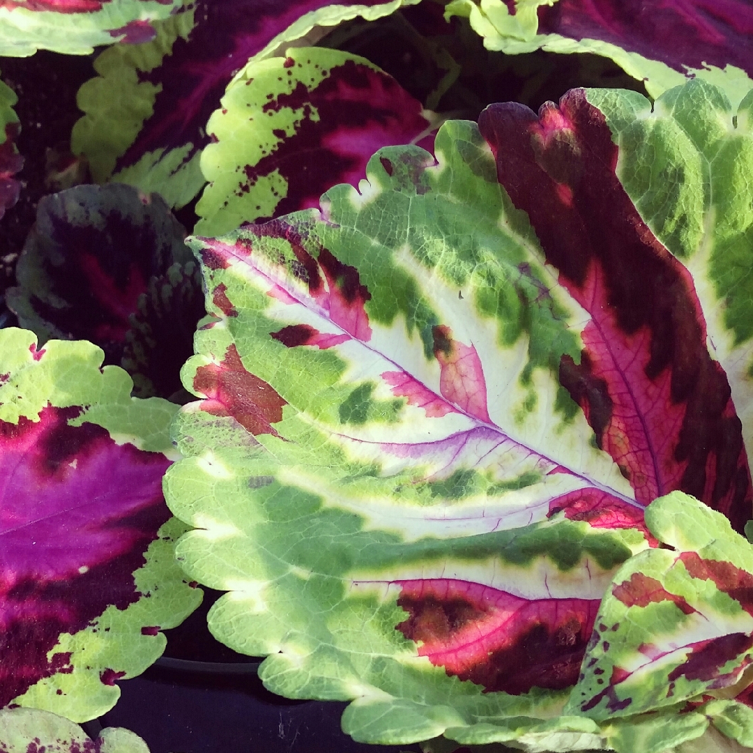 Solenostemon scutellarioides Premium Shade Kong Empire Mix (Premium Shade Kong Series) in the GardenTags plant encyclopedia Coleus Premium Shade Kong Empire Mix in the GardenTags plant encyclopedia