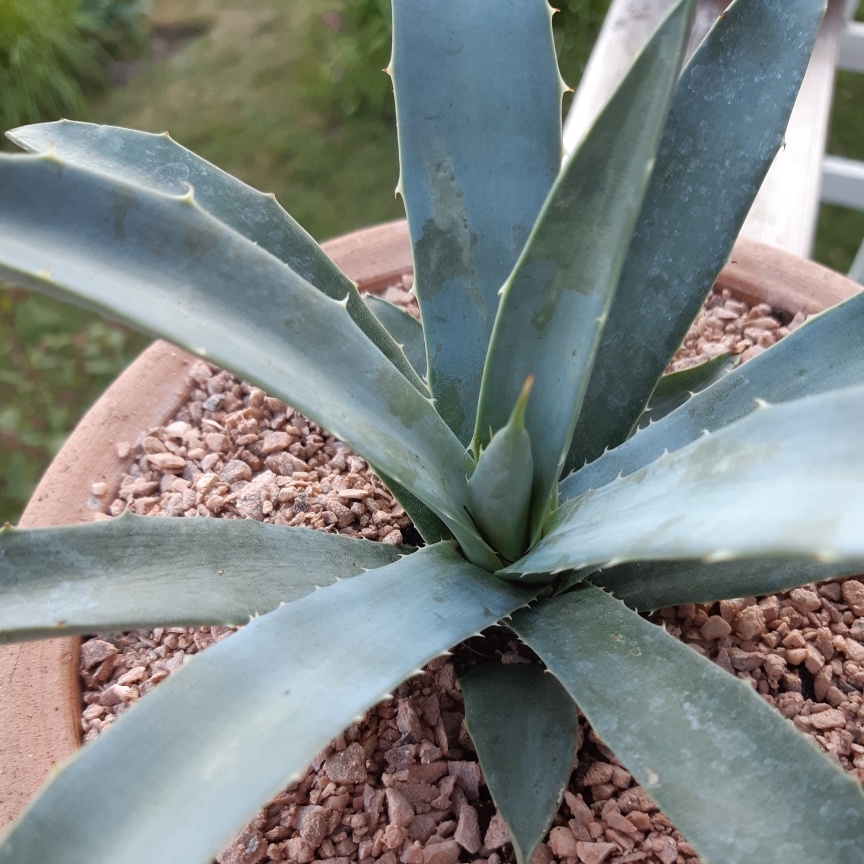 Agave Macroacantha in the GardenTags plant encyclopedia Agave Macroacantha in the GardenTags plant encyclopedia