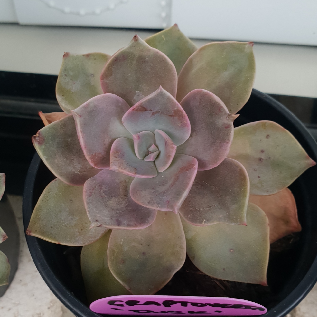 xGraptoveria Dusk in the GardenTags plant encyclopedia Graptoveria Dusk in the GardenTags plant encyclopedia
