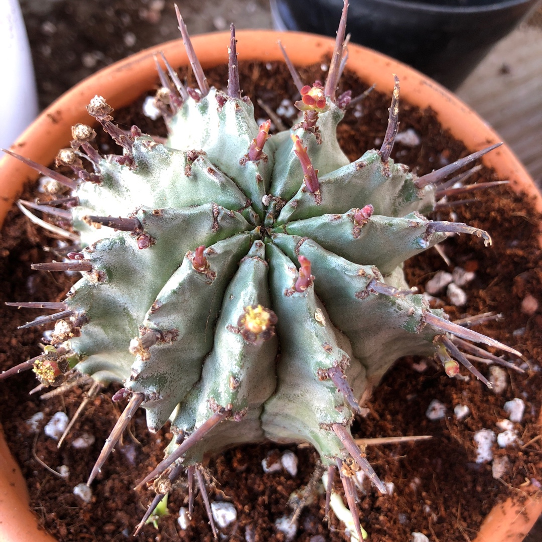 Euphorbia Horrida Major Nova in the GardenTags plant encyclopedia African Milk Barrel in the GardenTags plant encyclopedia